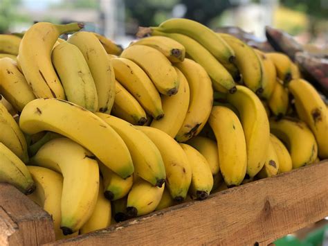exportaciones de banano sufriran caida del  este ano hondudiario primer periodico digital