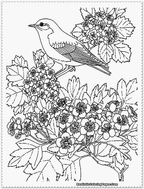 bird coloring pages coloring pages cool coloring pages