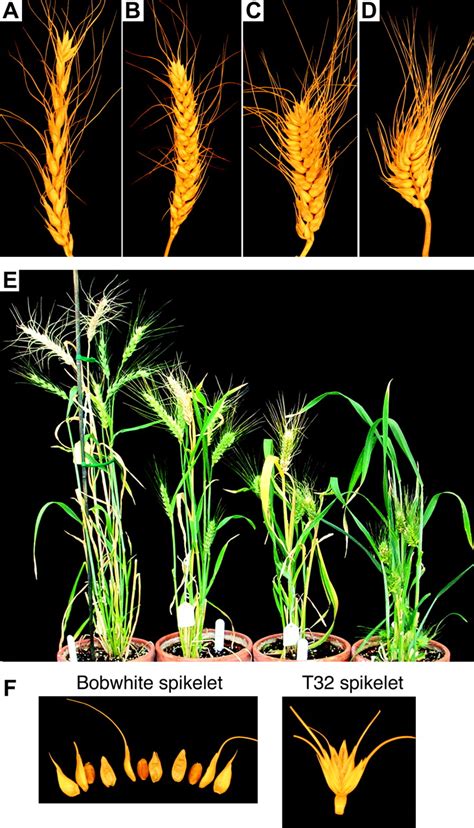 molecular characterization   major wheat domestication gene  genetics