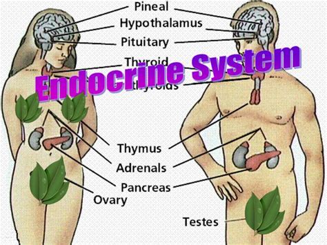 ppt endocrine system powerpoint presentation free download id 4724201