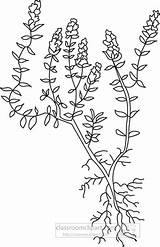 Thyme Outline Clipart Herb Herbs Members Transparent Available sketch template
