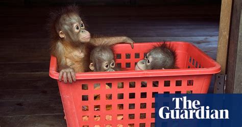 orangutan orphans in borneo in pictures environment the guardian