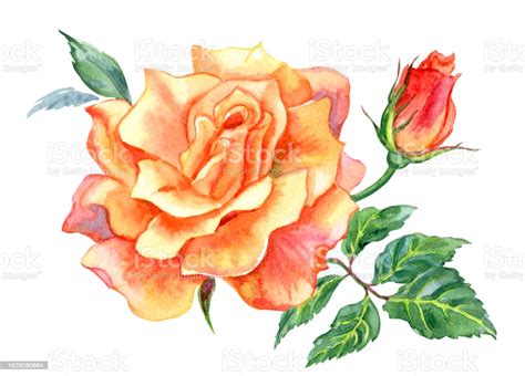 orange rose watercolor drawing stock illustration