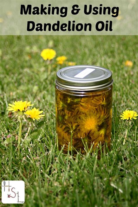 making and using dandelion oil natural cures natural