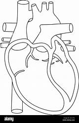 Herz Anatomisch Darstellung Herzens Menschlichen Korrektes Anatomically sketch template
