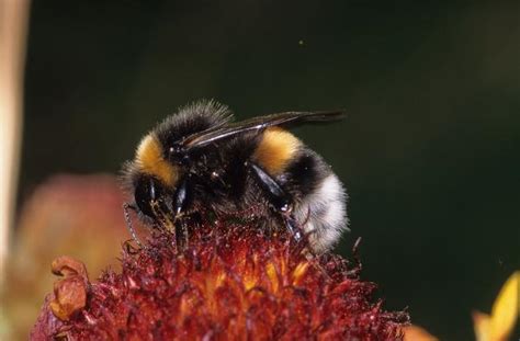 case study bijen ik geef leven aan mijn planeet