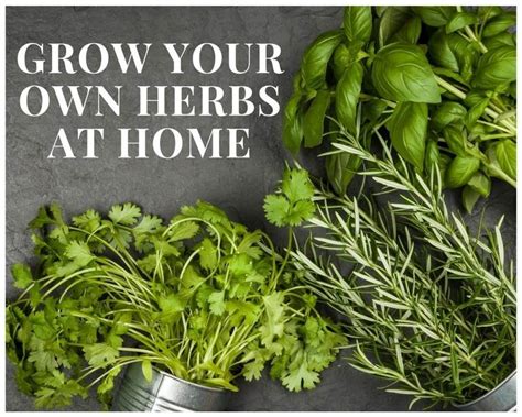 grow   herbs  home   pinch