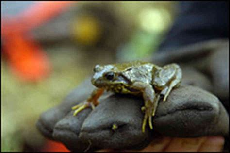Hotel Promotes Safe Sex For Frogs Npr