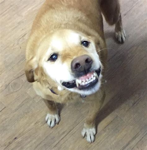 adopted  dog    weird smile