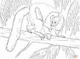 Coloring Lemur Pages Ruffed Drawing Printable sketch template