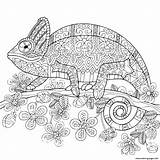 Cameleon Chameleon Colouring Adulte sketch template