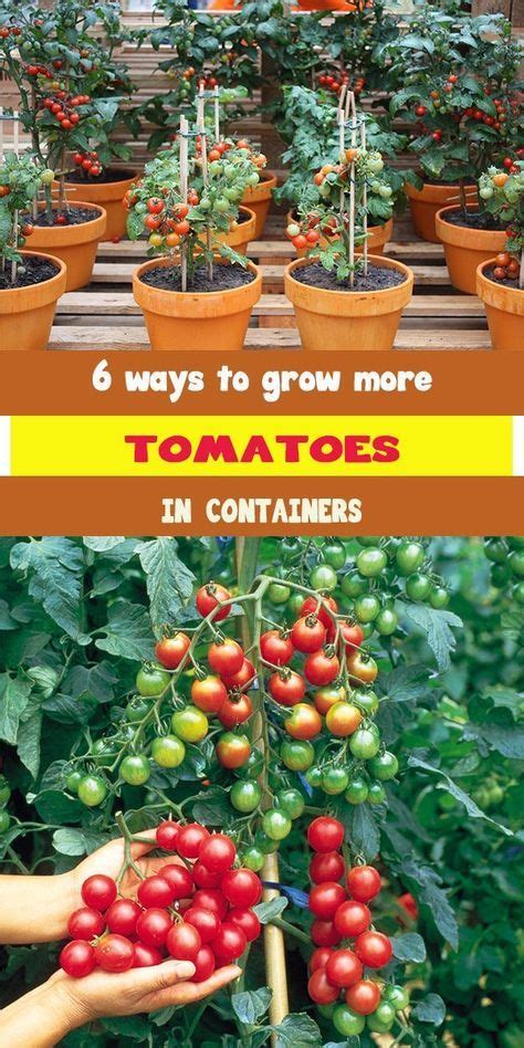 ways  grow  tomatoes  containers indoor vegetable gardening