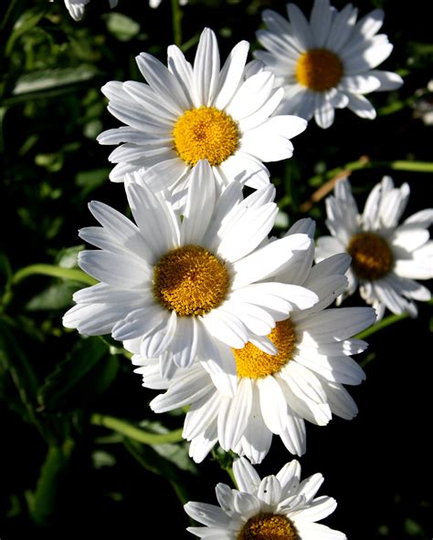 white daisies picture  photograph  public domain