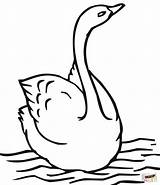 Cisne Colorare Cigno Nadando Swan Cigni sketch template