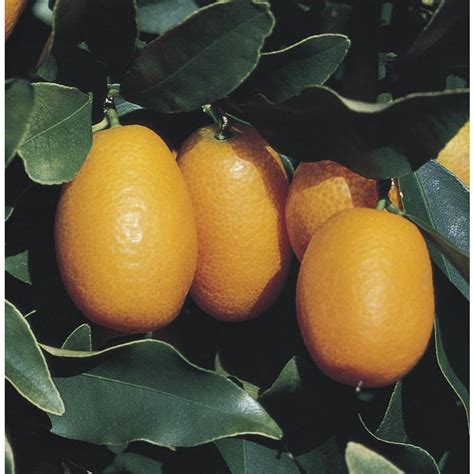 gallon semi dwarf kumquat tree   lowescom