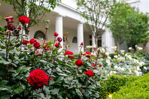 white houses fabled rose garden   revamped