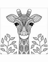 Giraffe Coloring Giraffes Head Pages Adult Color Leaves Kids Children Adults Print Simple Animals Mandalas Printable Justcolor African Relax sketch template