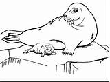 Arctic Antartica Foki Focas Kolorowanka Krze Lodu Antarctica Seals Getdrawings Antarctic Lions Albanysinsanity sketch template