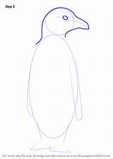 Penguin Macaroni Draw Step Drawing Animals sketch template