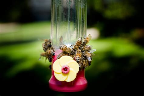 protecting hummingbird feeders thriftyfun