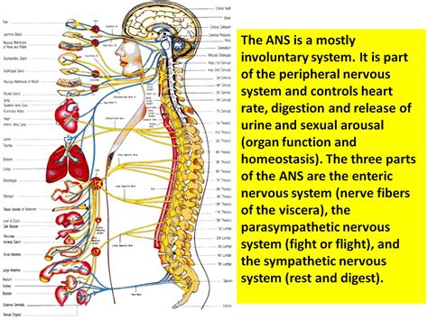 peripheral nervous system diseases peripheral nerve diseases