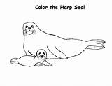 Seal Coloring Harp Baby Mother Pages Seals His Arctic Animals Search Choose Board Yahoo Results Getdrawings Drawing sketch template
