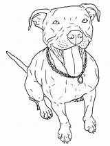 Pitbull Coloring Nose Pages Pit Dog Drawing Red Bull Printable Puppy Line Sketch Blue Bulls Clipart Drawn Drawings American Bully sketch template