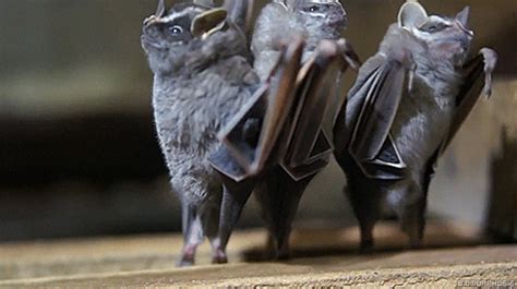 bats mammals find and share on giphy