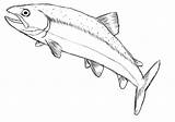 Fish Draw Drawing Salmon Trout Drawings Easy Drawn Sketch Simple Cartoon Cliparts Pencil Tutorial Seandietrich Clipart Fisch Cars People Sketches sketch template