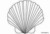 Shell Coloring Seashell Clam Pages Drawing Scallop Printable Line Oyster Color Print Getdrawings Getcolorings Conch Pa Colorings sketch template