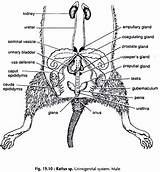 Rat Dissection Diagram System Male Rattus Zoology sketch template