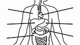 Digestive Liver Organs Clipartmag Organ Lungs sketch template