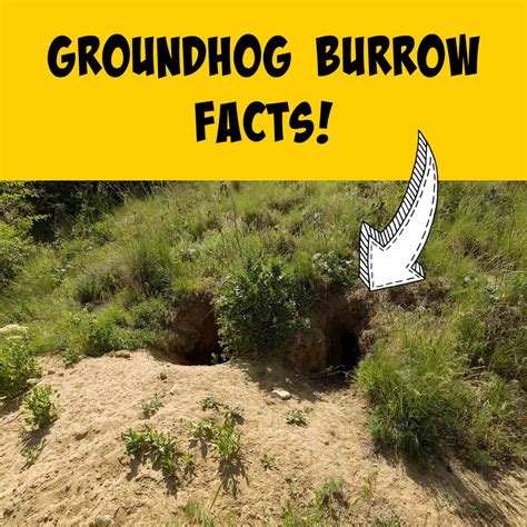 groundhog burrows    wanted   squirrels