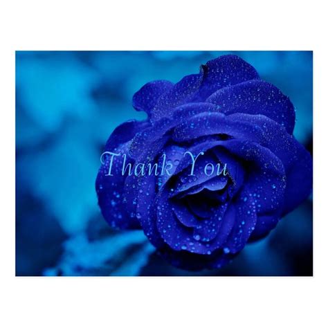 blue rose   postcard zazzlecom   beautiful flowers