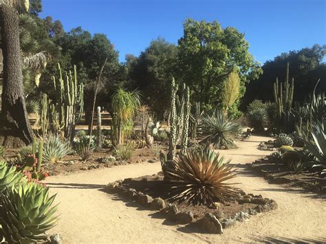 volunteers maintain historic cactus garden  stanford daily
