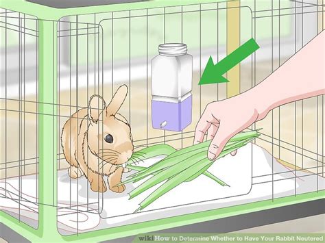 3 ways to determine whether to have your rabbit neutered wikihow
