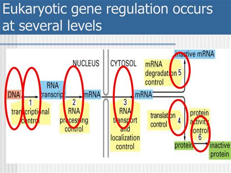 Ppt Chapter 13 Gene Regulation In Eukaryotes Powerpoint Presentation