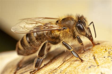 golden bee western honey bee apis mellifera bee honey bee