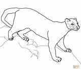 Fossa Coloring Pages Drawing Color Printable Categories Supercoloring sketch template