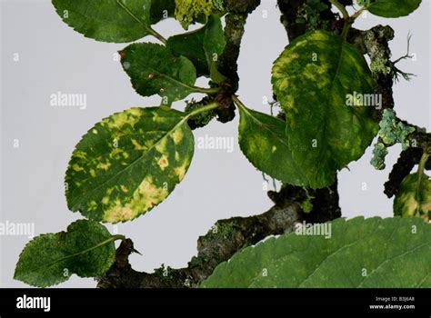 apple leaves showing yellow mottling symptoms  apple mosaic virus amv stock photo alamy