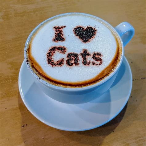 ultimate guide  cat cafes   uk curious claire