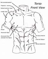 Torso Drawing Male Front Anatomy Sketch Sketches People Getdrawings Poses Body Deviantart sketch template