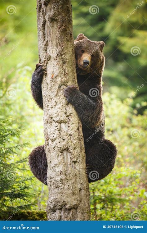 brown bear ursus arctos stock photo image  animal