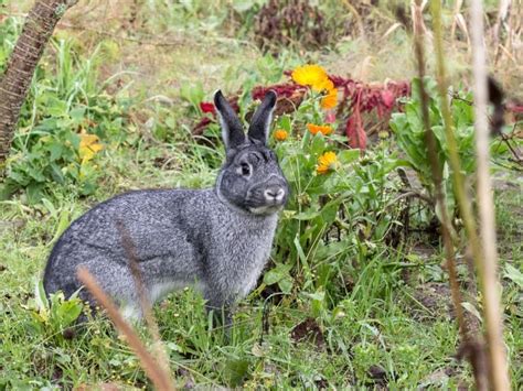 chinchilla rabbit completed  detailed guide  northern nester