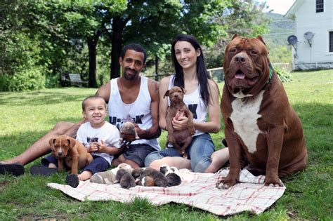 The World S Biggest Pitbull Cuddles Up To His Adorable New Litter