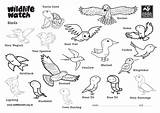 Birds Colouring sketch template