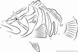 Grouper Epinephelus Striatus sketch template