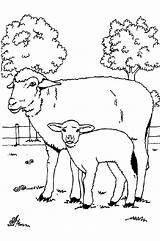 Schafe Ovejas Mewarnai Domba Mouton Moutons Schaf Animasi Malvorlage Ausmalbild Bergerak Animierte Kolorowanki Pecore Schapen Gify Hewan Animaatjes Owce Bauernhof sketch template