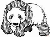 Panda Coloring Pages Bear Giant Printable Cute Drawing Kids Bears Print Color Clipart Mammals Adults Da Realistic Colorare Cliparts Animal sketch template