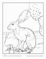 Rabbit Coloring Jack 61kb 300px sketch template